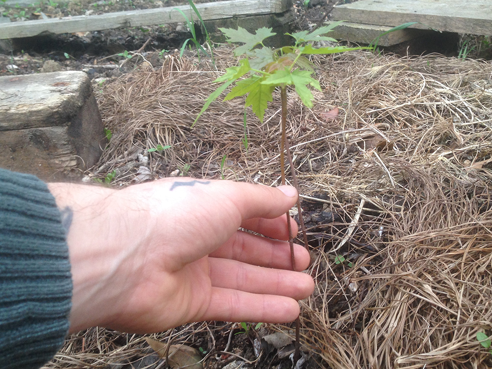 Annexe Plante inconnue (vue 2).JPG