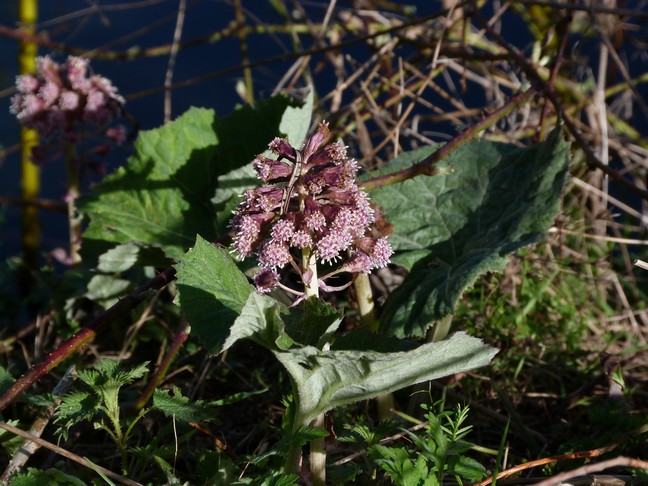 Annexe petasite hybridus-vuegenerale-mooc-cmaplume.JPG