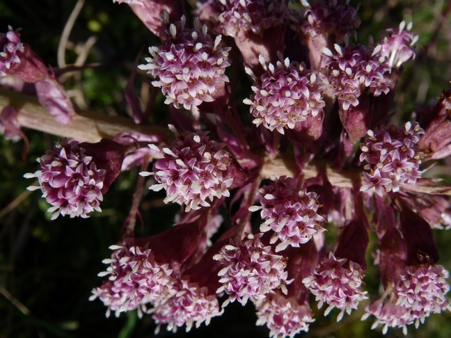Annexe petasite hybridus-vueinflorescence-mooc-cmaplume.JPG