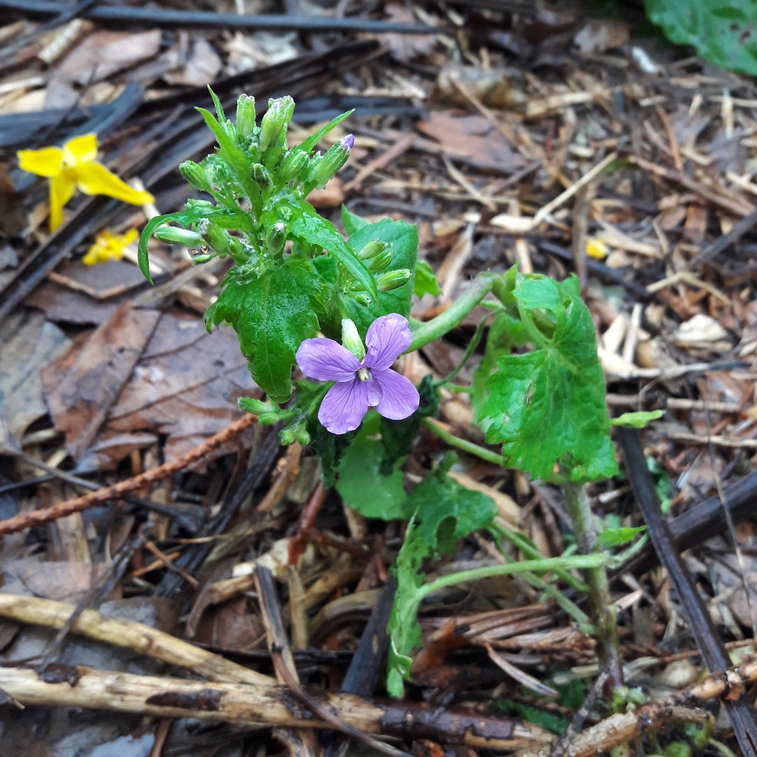 Annexe 20180409_180120_2.jpg