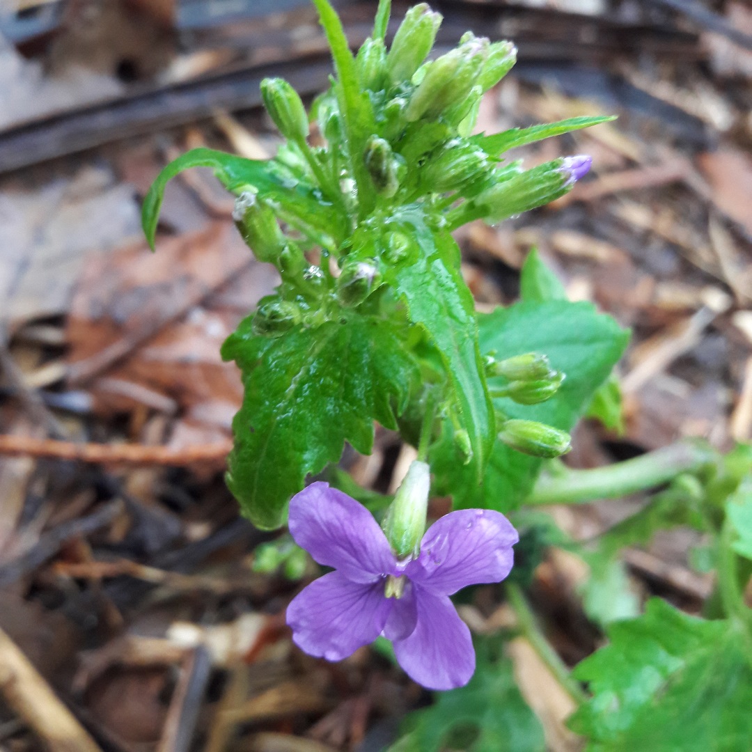 Annexe 20180409_180156_2.jpg