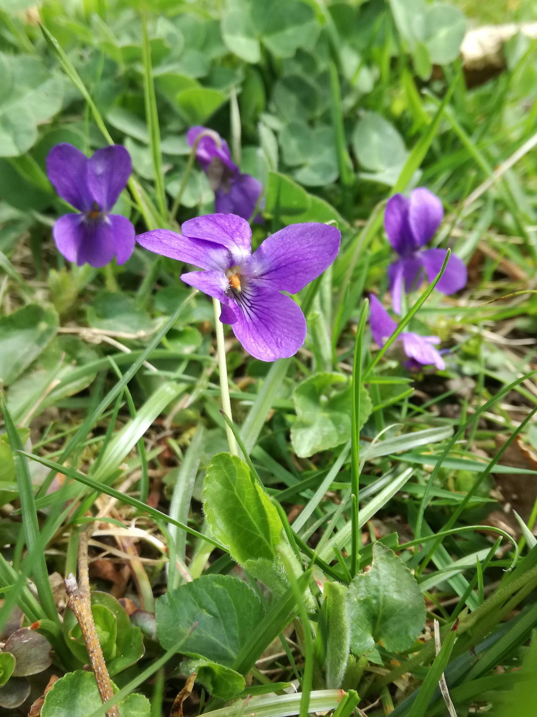 Annexe IMG_20180409_124559.jpg