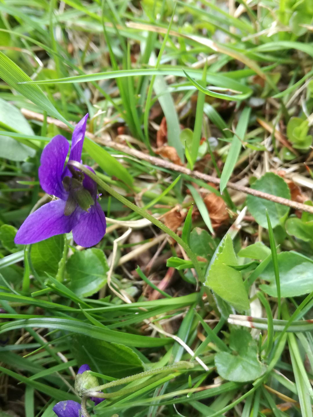 Annexe IMG_20180409_124703.jpg