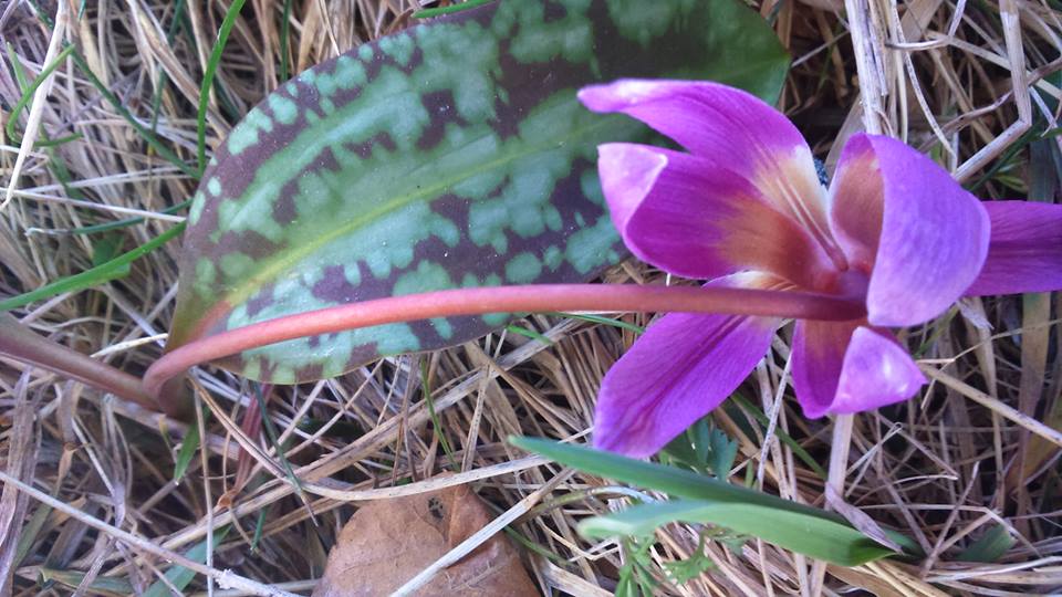 Annexe 30531002_2150951495233702_803020040944222208_n.jpg