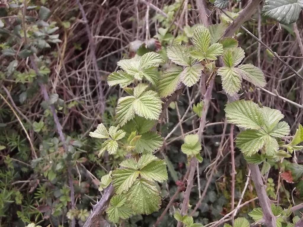 Annexe feuille ronce.jpg