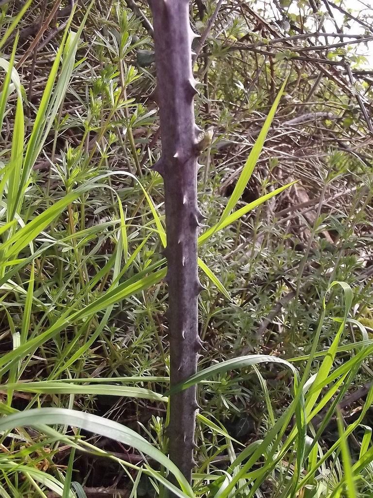 Annexe tige ronce.jpg