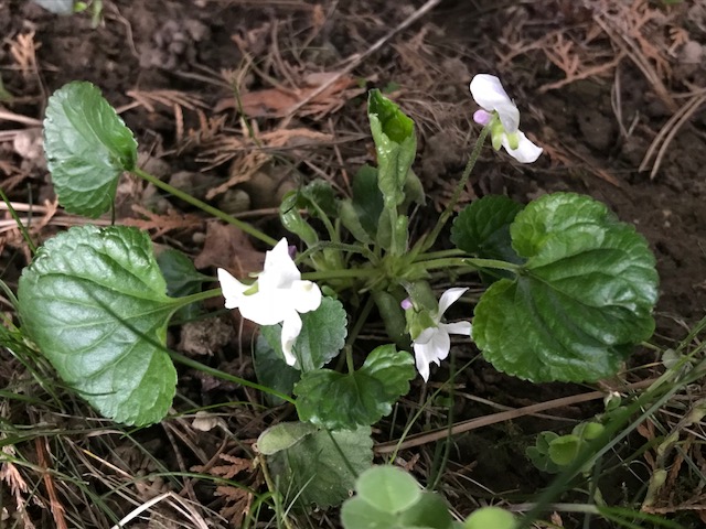 Annexe Violaodorataalba1.jpeg