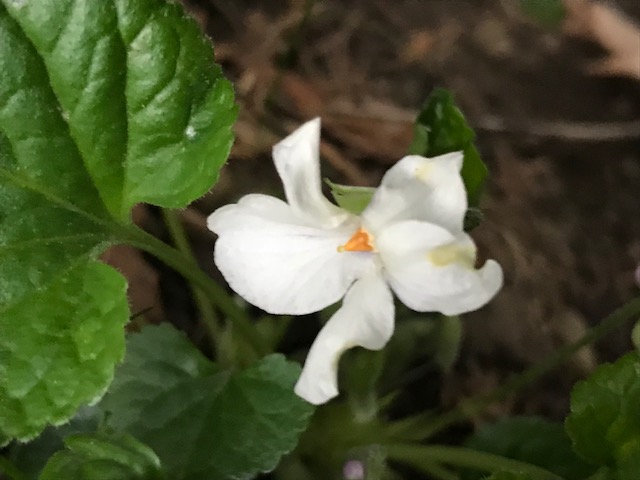 Annexe Violaodorataalba2.jpeg