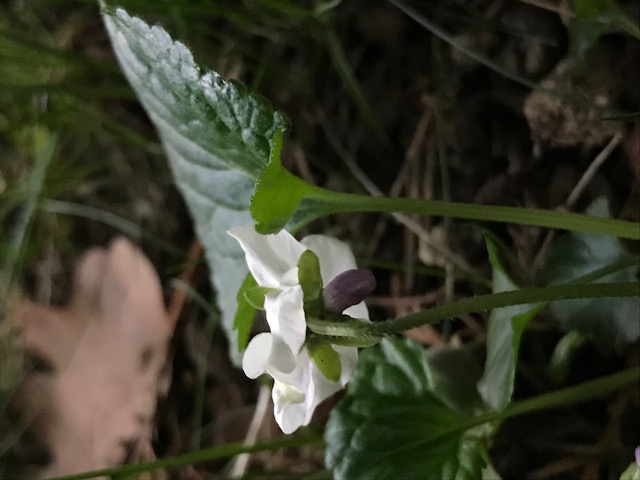 Annexe Violaodorataalba3.jpeg