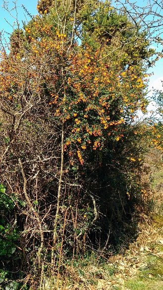 Annexe P_20180331_155818_vHDR_Auto-3.JPG