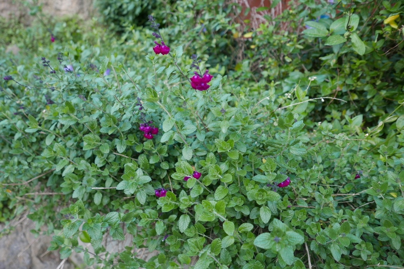 Annexe P1050111 (800x533).jpg