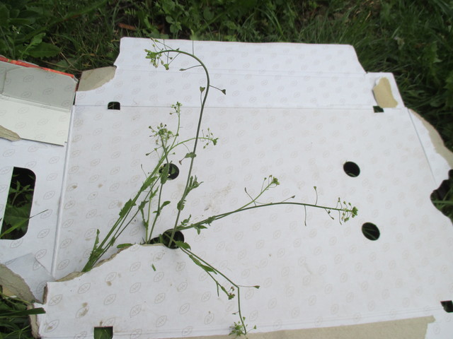 Annexe bourse à pasteur.JPG