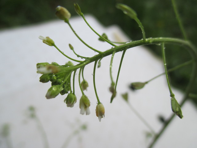 Annexe inflorescence.JPG