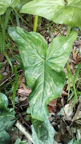 Annexe 30572128_211156766312571_6240880878893924352_n.jpg