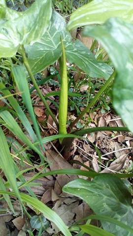 Annexe 30582299_211156852979229_559248834073460736_n.jpg