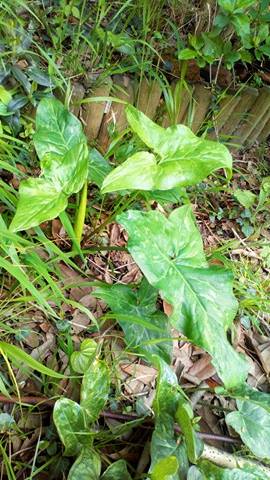 Annexe 30652799_211156792979235_6965511895465852928_n.jpg