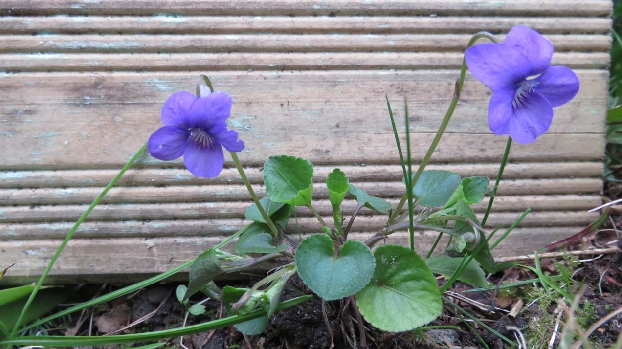 Annexe Violette_Rivin.jpg