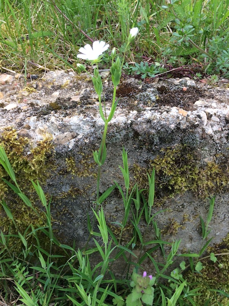 Annexe IMG_1053redim.JPG