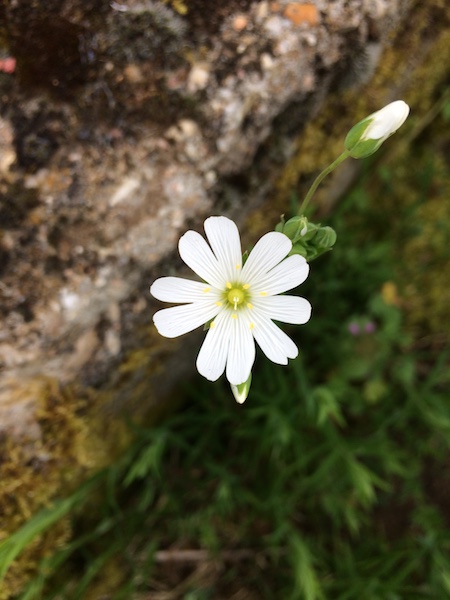 Annexe IMG_1054redim.JPG