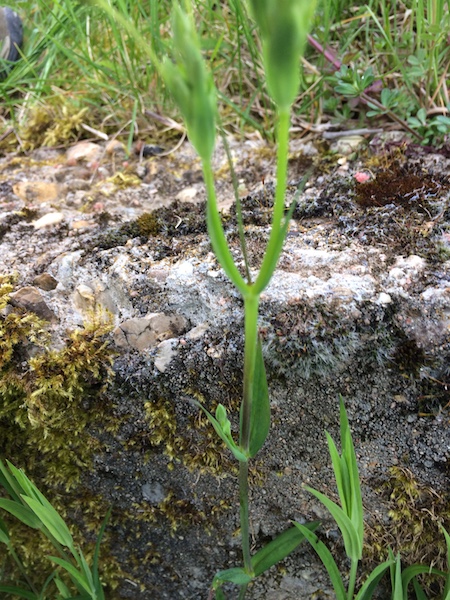 Annexe IMG_1055 redim.JPG