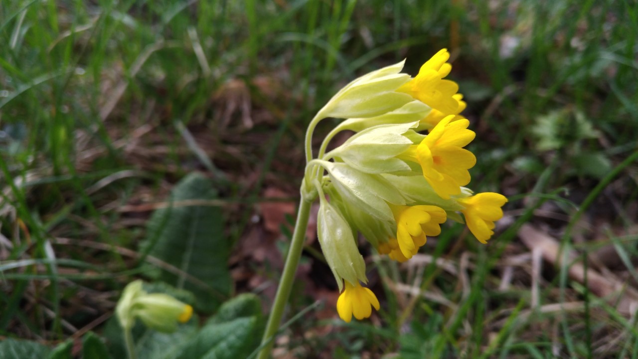 Annexe primevere 2.jpg