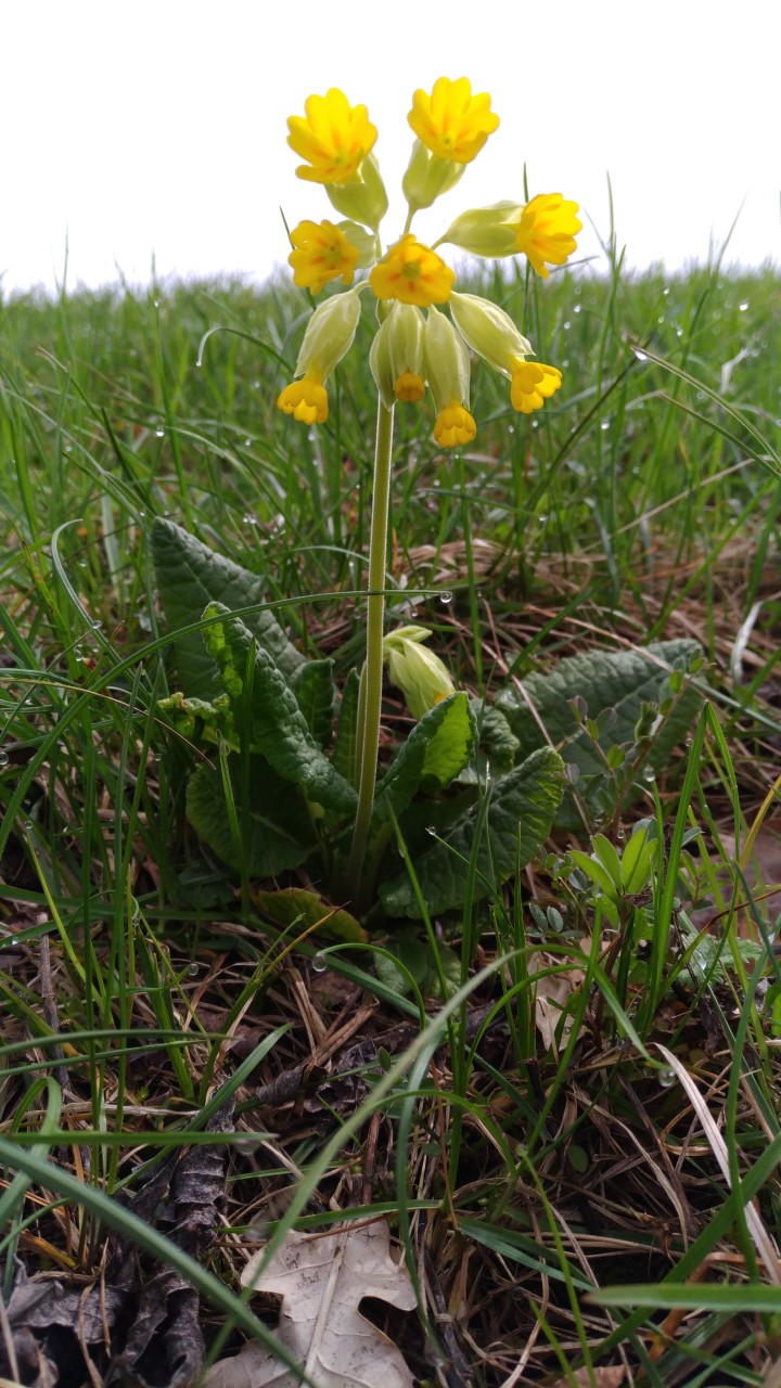 Annexe primevere 3.jpg