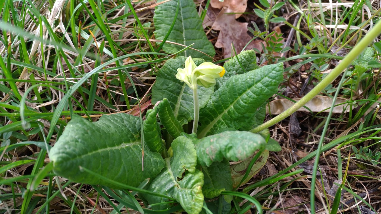 Annexe primevere.jpg