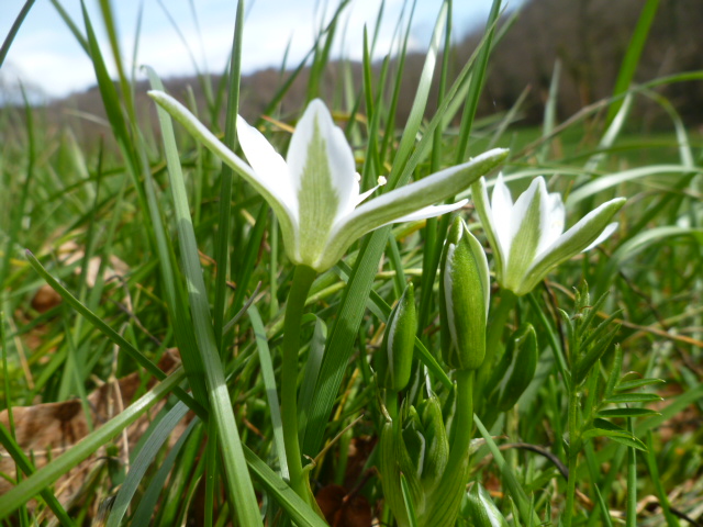 Annexe ornithogale-dessous.JPG