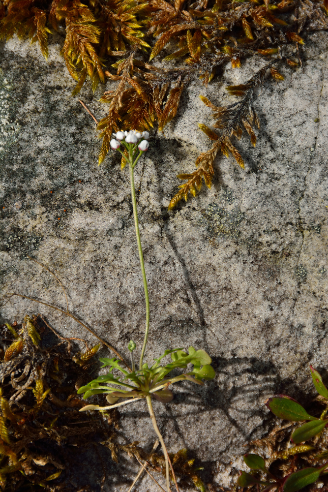 Annexe Téesdalie à tige nue - 1 (Forêt des Trois Pignons - 7 avril 2018).jpg