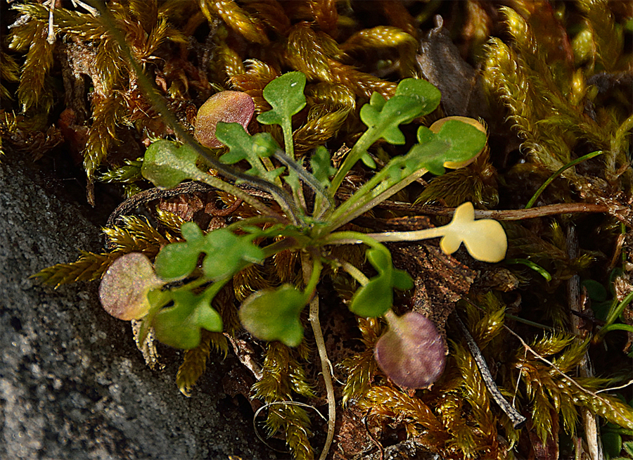 Annexe Téesdalie à tige nue - 2 (Forêt des Trois Pignons - 7 avril 2018).jpg