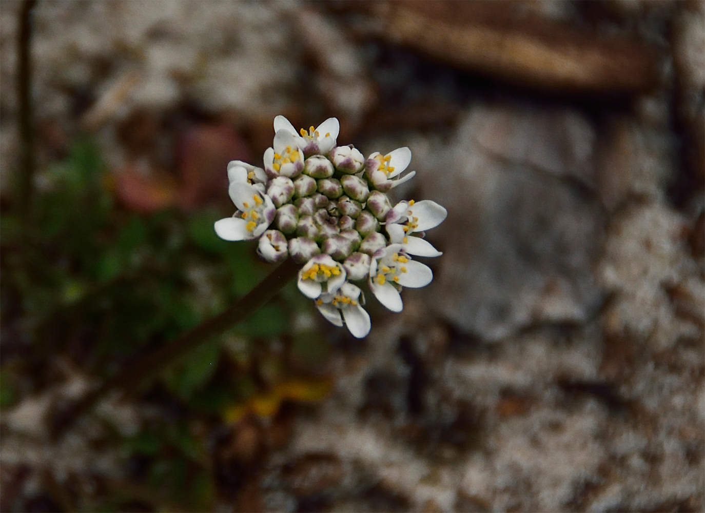 Annexe Téesdalie à tige nue - 3 (Forêt des Trois Pignons - 8 avril 2018).jpg