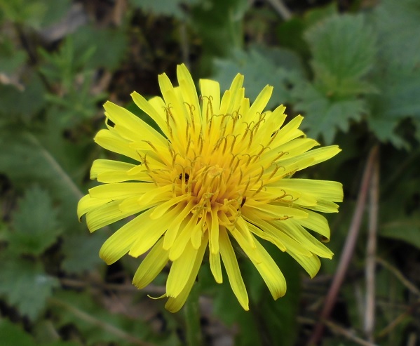 Annexe 4_Fleur de pissenlit_OlivierBailly_10avril2018.jpg