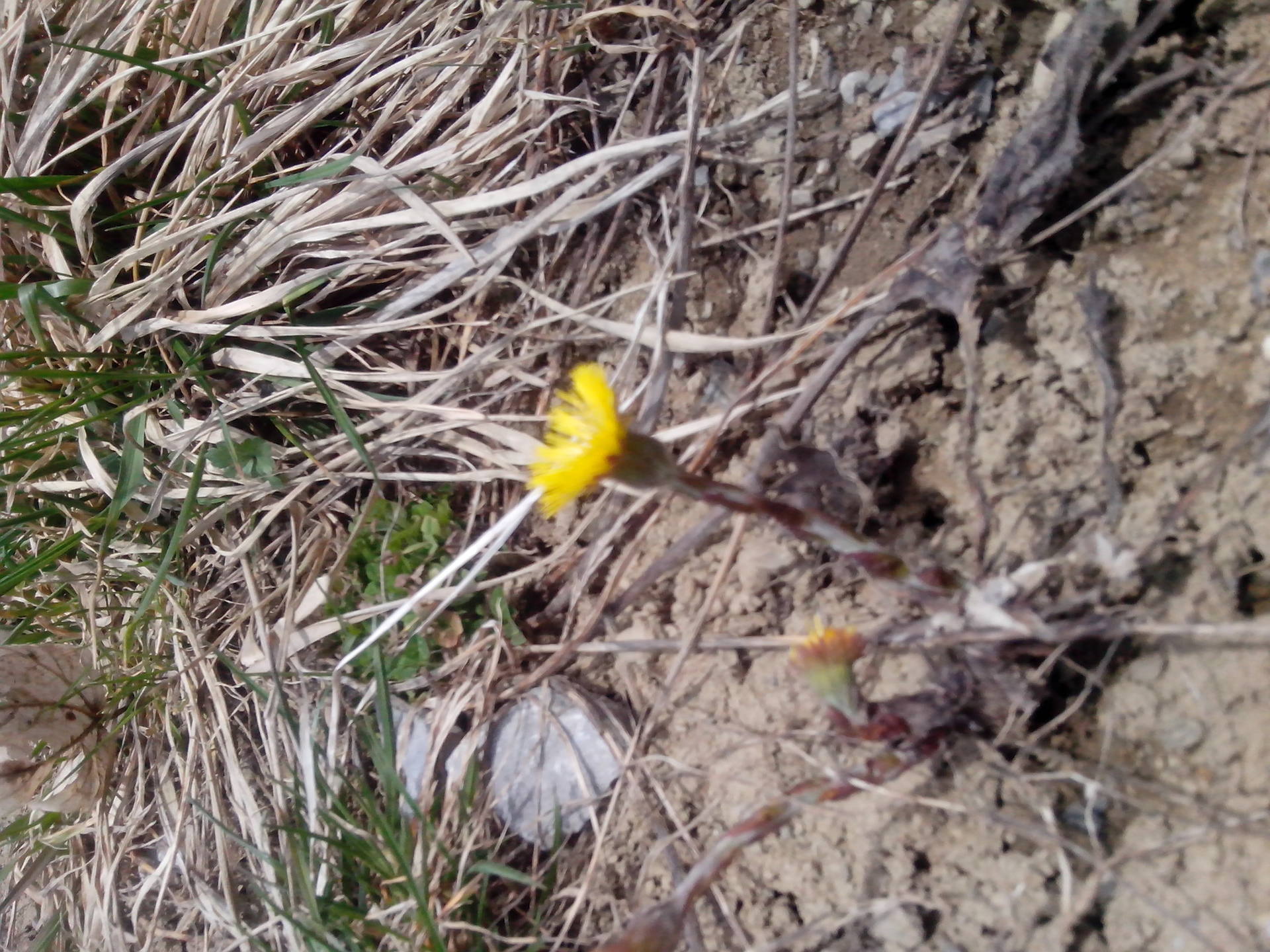 Annexe tussilage vue de face