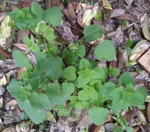 Annexe IMG_20180412_181424 2.jpg