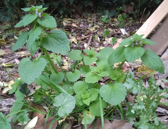 Annexe IMG_20180412_181431 2.jpg