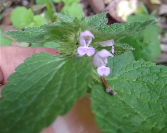 Annexe IMG_20180412_181518 2.jpg