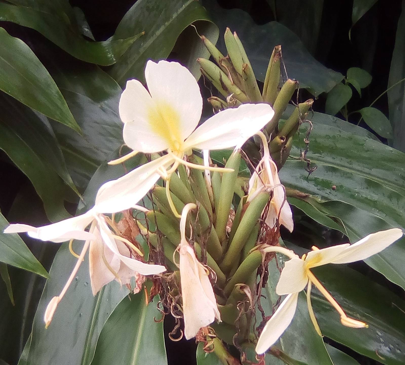 Annexe longose_1.jpg