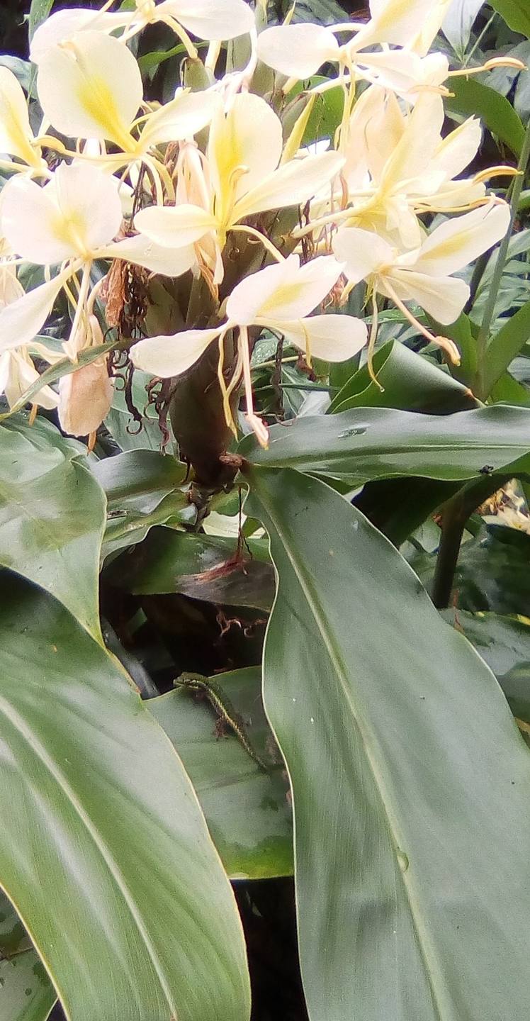 Annexe longose_2.jpg