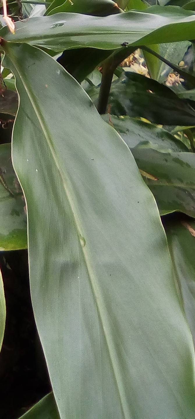 Annexe longose_3.jpg