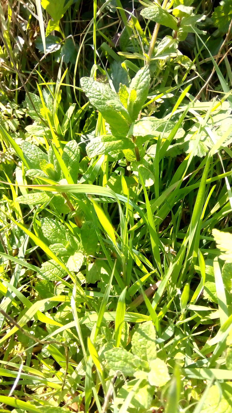 Annexe menthe mooc.jpeg