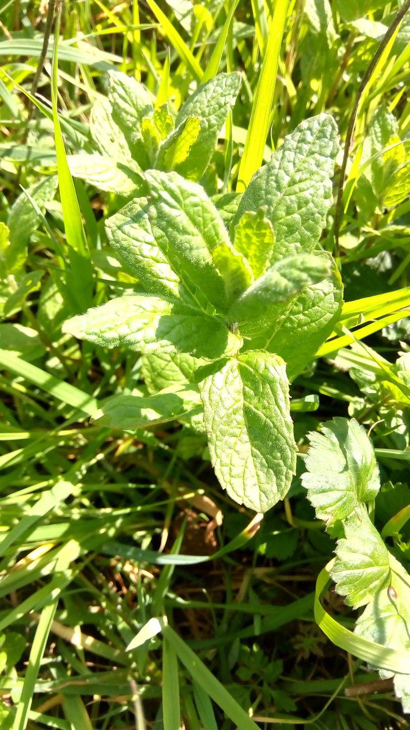 Annexe menthe vu dessu .jpg