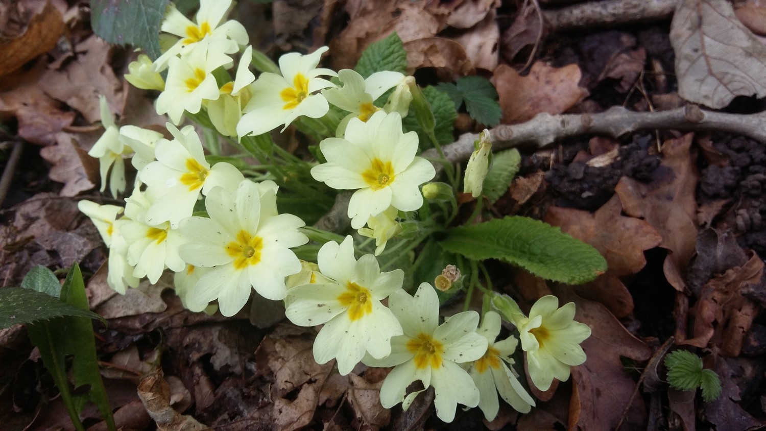 Annexe Primevère.jpg