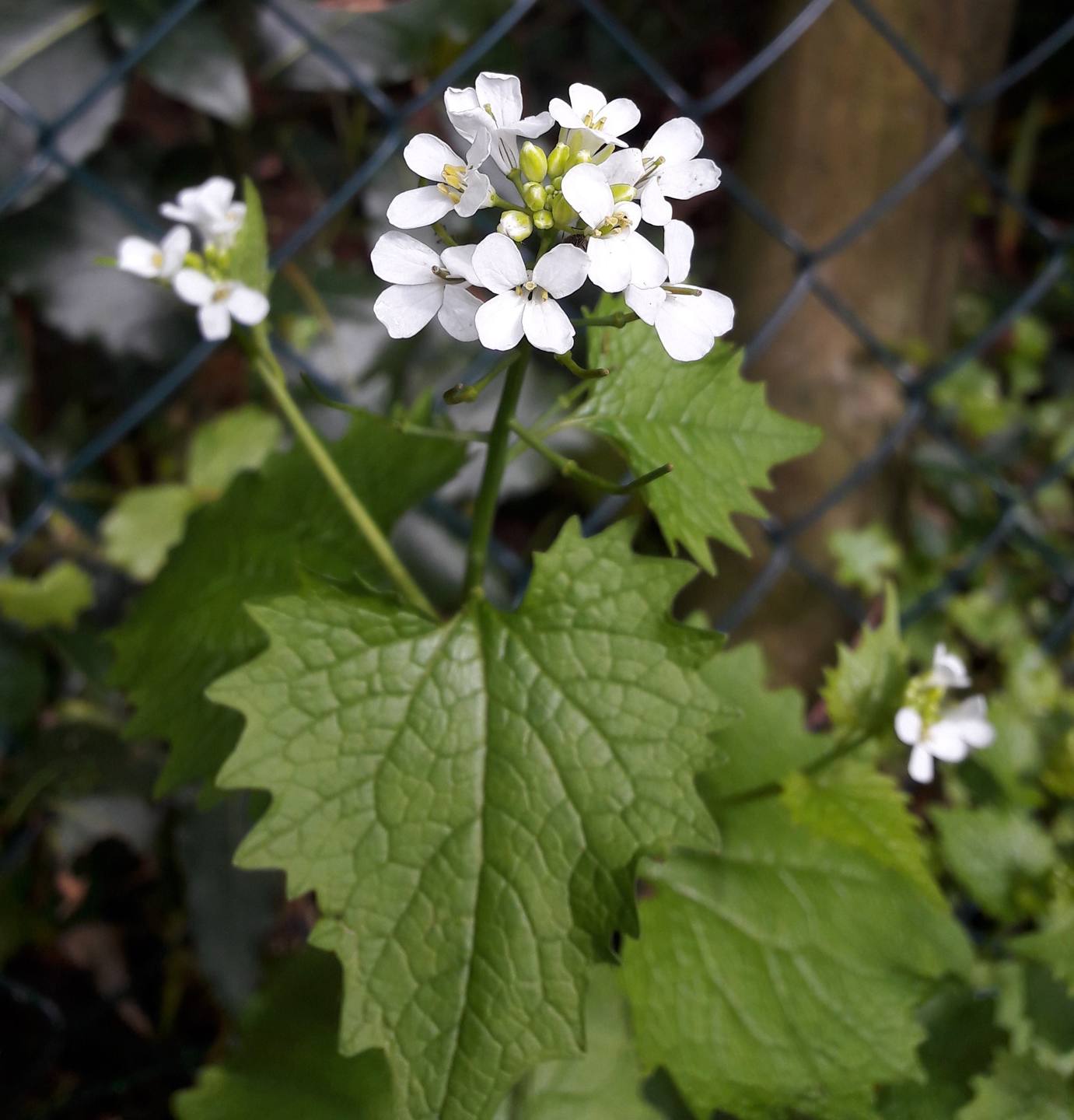 Annexe 20180412_165640 (3).jpg