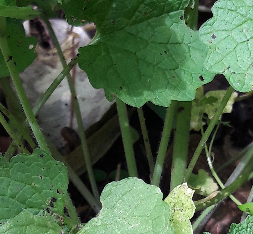 Annexe 20180412_165704 (2).jpg