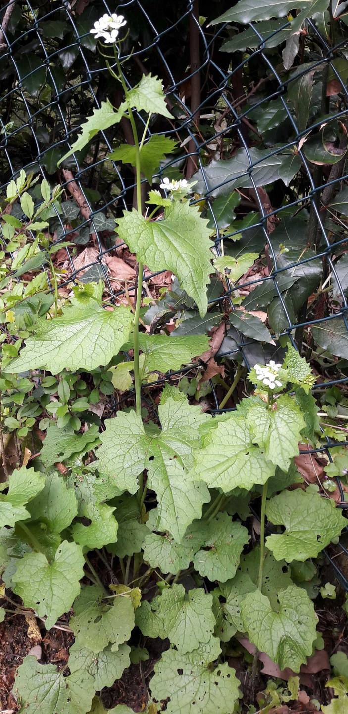 Annexe Alliaire en pied.jpg