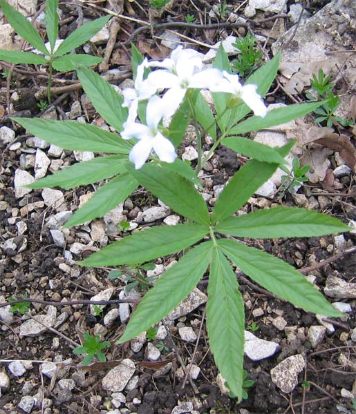 Annexe cardamine_heptaphylla.jpg