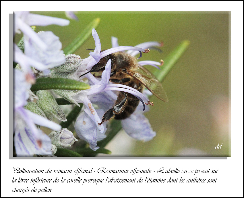 Annexe IMG_6080-2.jpg