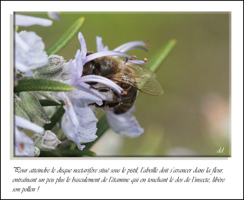 Annexe IMG_6082-2.jpg