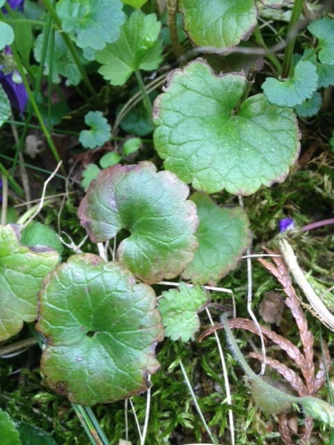 Annexe Lierre terrestre (1).jpg