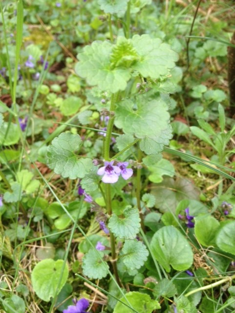 Annexe Lierre terrestre (5).jpg